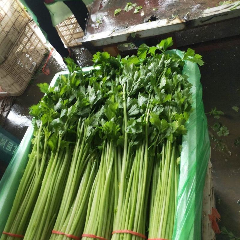 热卖香芹，大量供应，山东聊城常年不断货全国发货