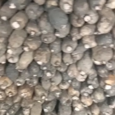 黄河白莲藕大量上市欢迎老铁们提前订货，