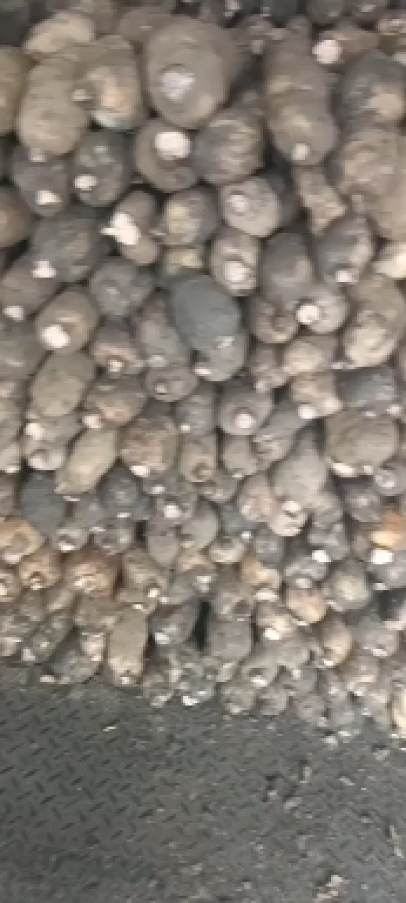 黄河白莲藕大量上市欢迎老铁们提前订货，