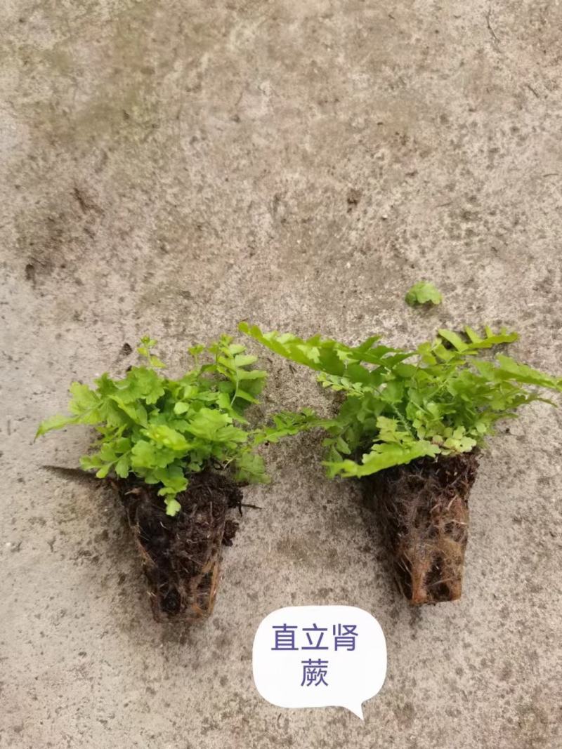 印度冬青蕨马来波士顿蕨直立肾蕨翡翠女王肾蕨盆栽种苗