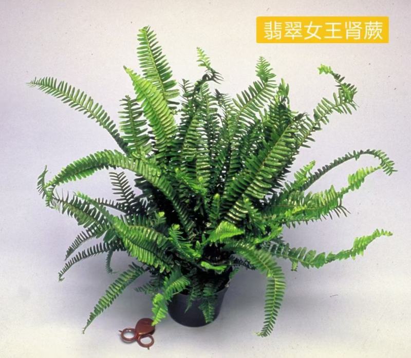 印度冬青蕨马来波士顿蕨直立肾蕨翡翠女王肾蕨盆栽种苗