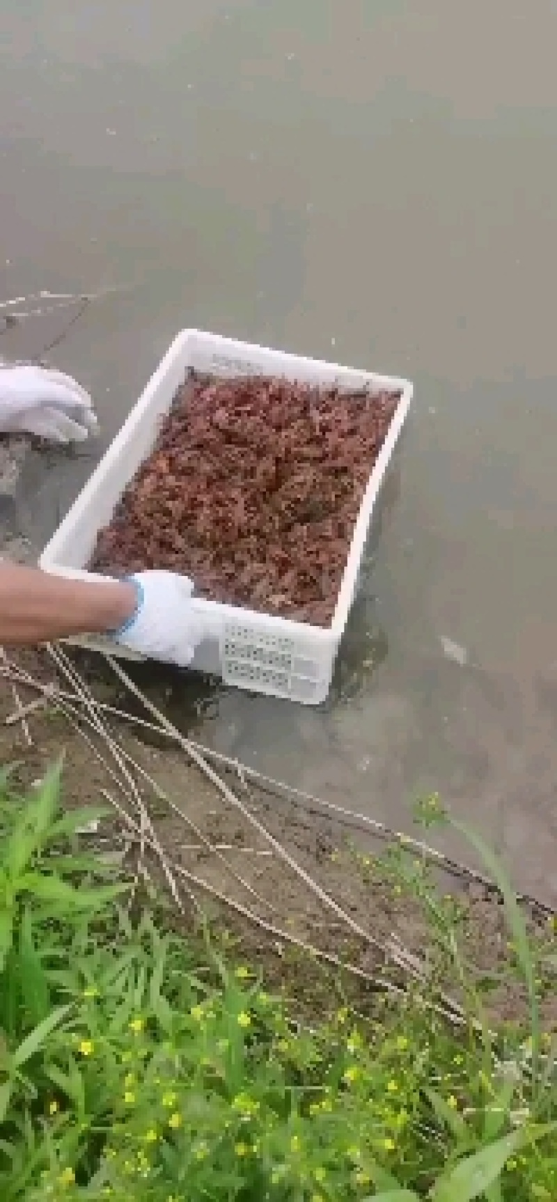 微山湖精品小龙虾，虾苗，开始出货了，需要的老板可以预订了