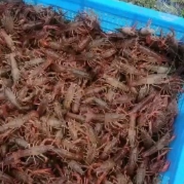 微山湖精品小龙虾，虾苗，开始出货了，需要的老板可以预订了