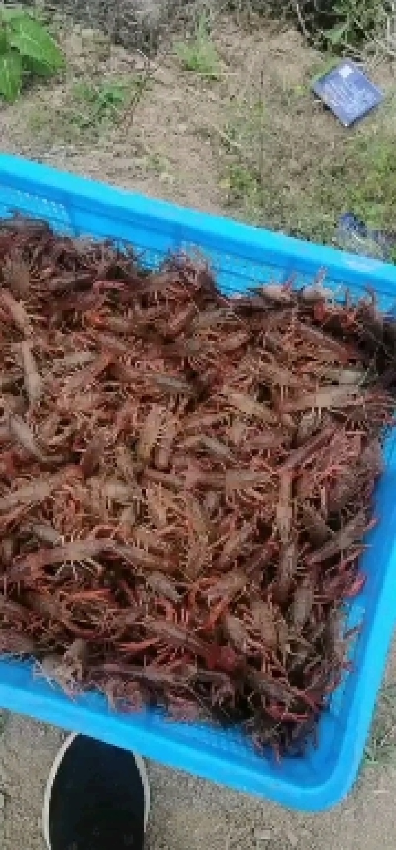 微山湖精品小龙虾，虾苗，开始出货了，需要的老板可以预订了