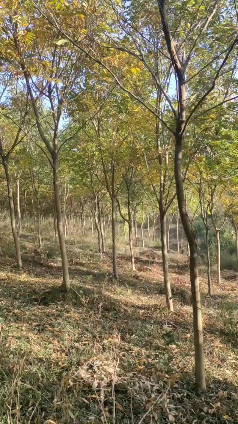 无患子1一25公分供应，欢迎新老客户咨询采购