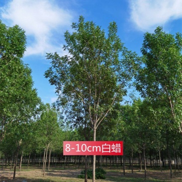 河北白蜡8-10-12公分白蜡树大冠幅量大价优