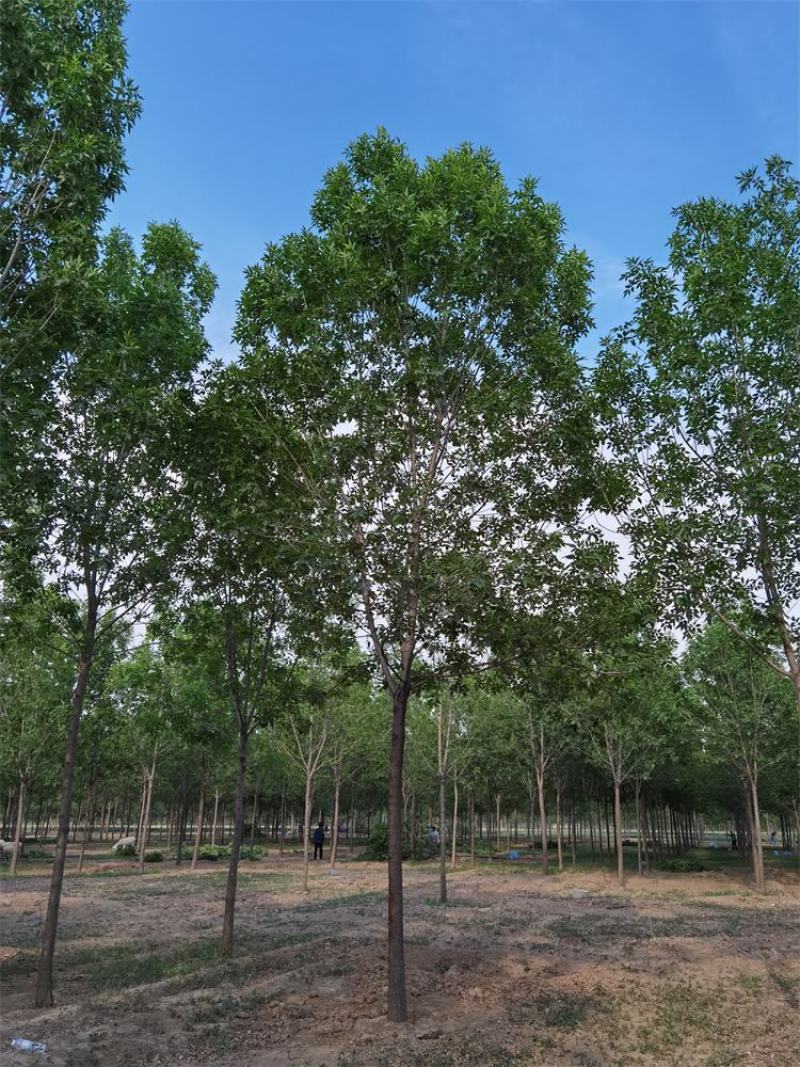 河北白蜡8-10-12公分白蜡树大冠幅量大价优