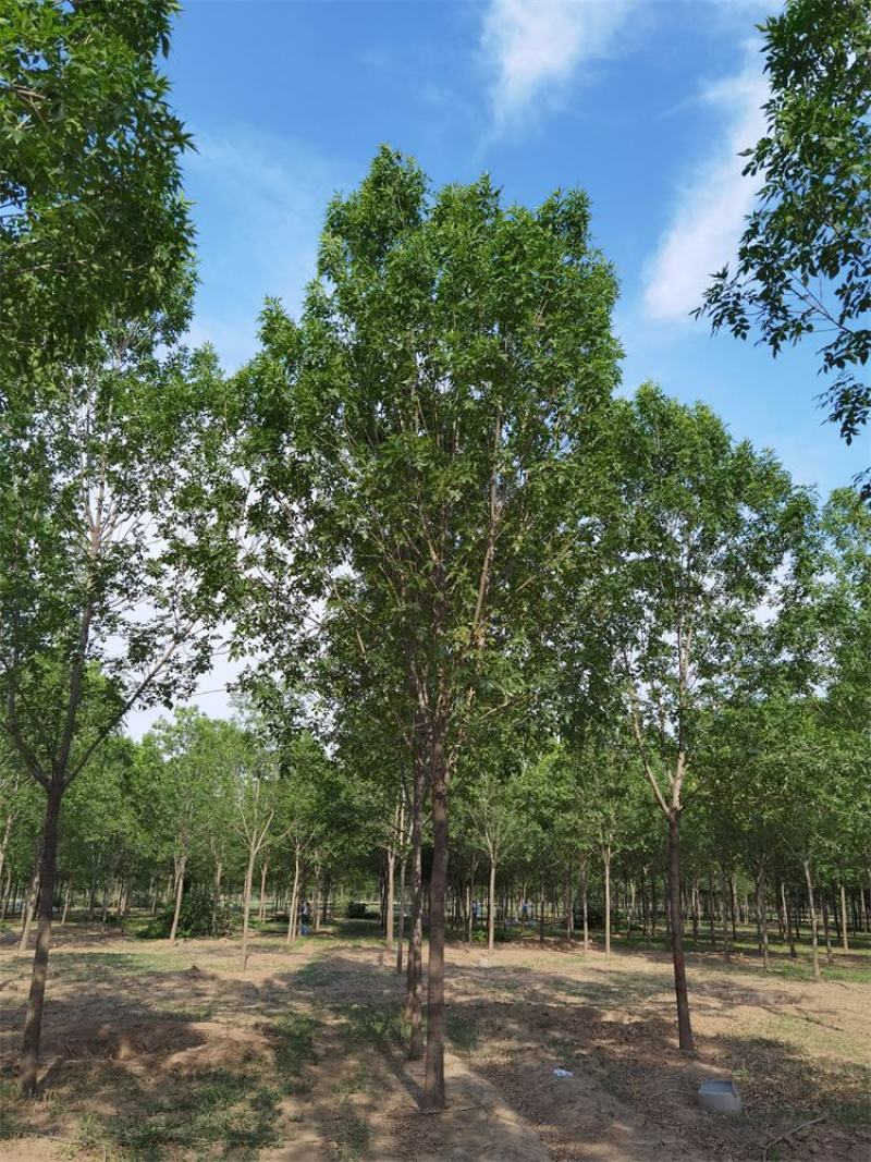 河北白蜡8-10-12公分白蜡树大冠幅量大价优