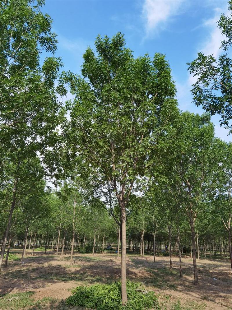 河北白蜡8-10-12公分白蜡树大冠幅量大价优