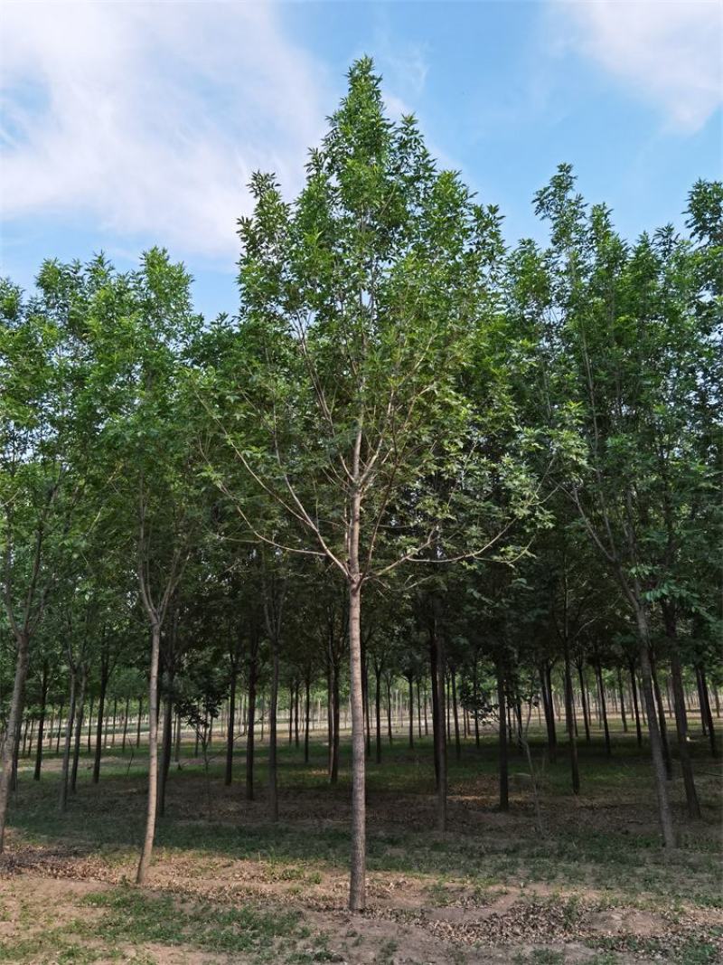 河北白蜡8-10-12公分白蜡树大冠幅量大价优