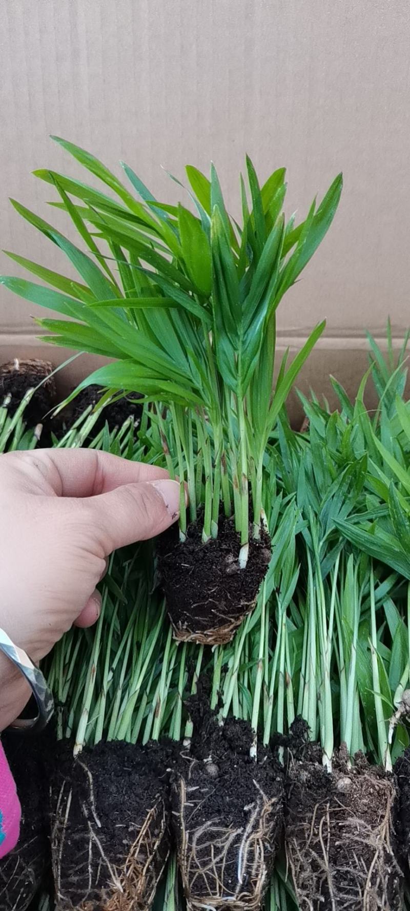 袖珍椰子办公室家庭常见盆栽摆件基地直发