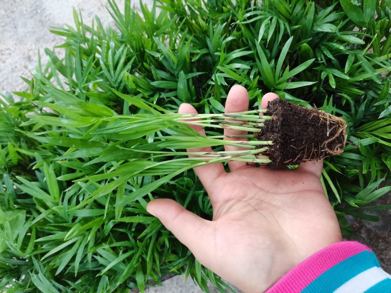 袖珍椰子办公室家庭常见盆栽摆件基地直发