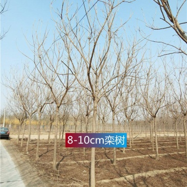 河北栾树8-10-12公分北栾树市场供应现苗供应