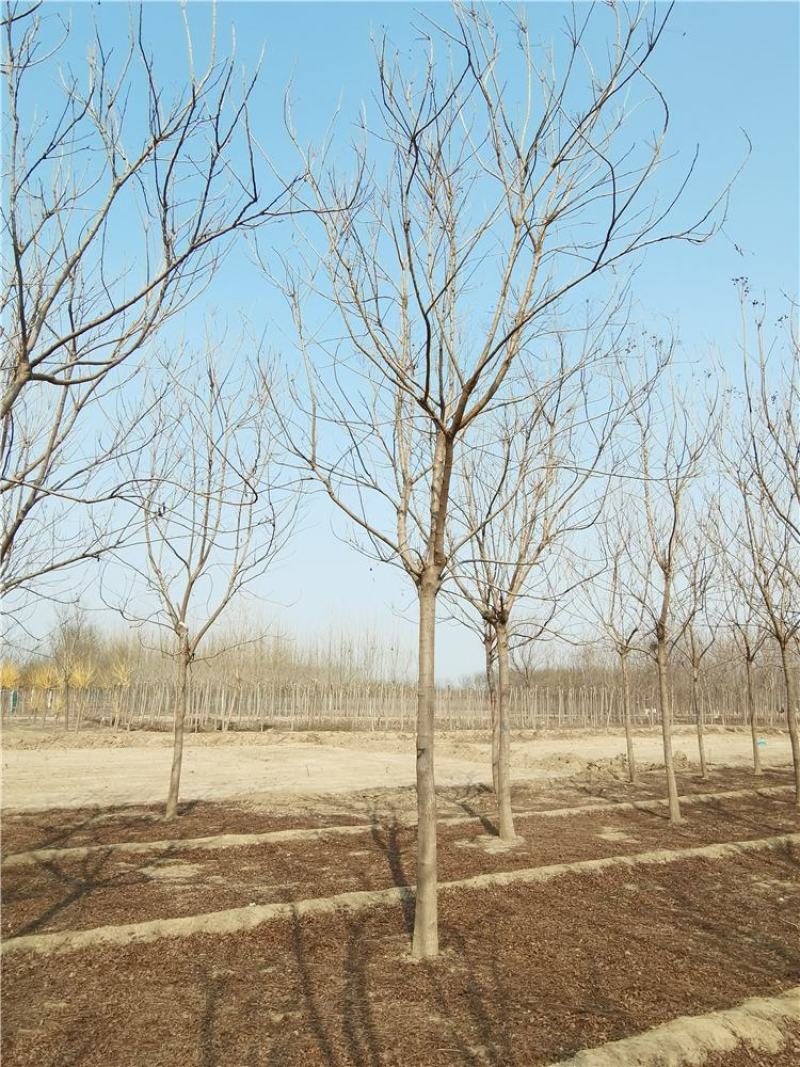 河北栾树8-10-12公分北栾树市场供应现苗供应