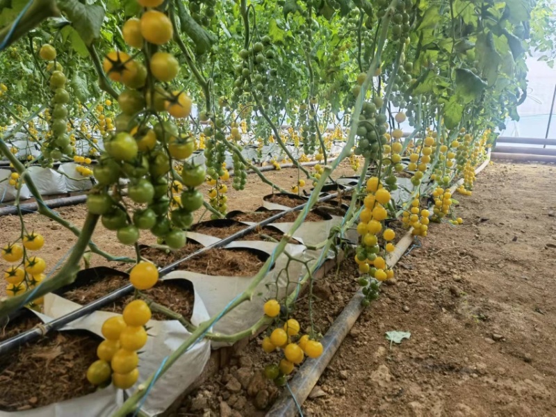 百亩基地，阳光小番茄，口感爆汁