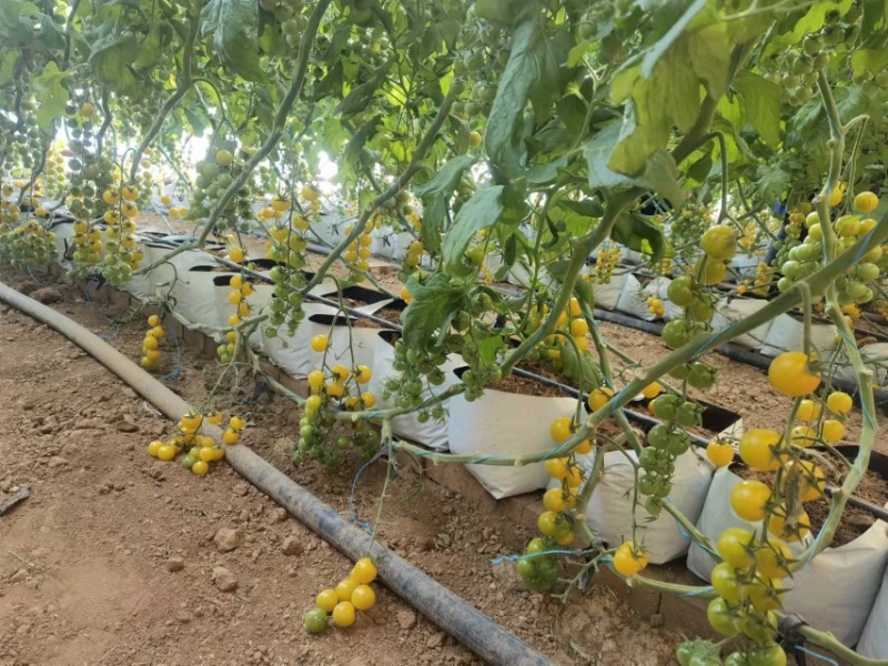 百亩基地，阳光小番茄，口感爆汁