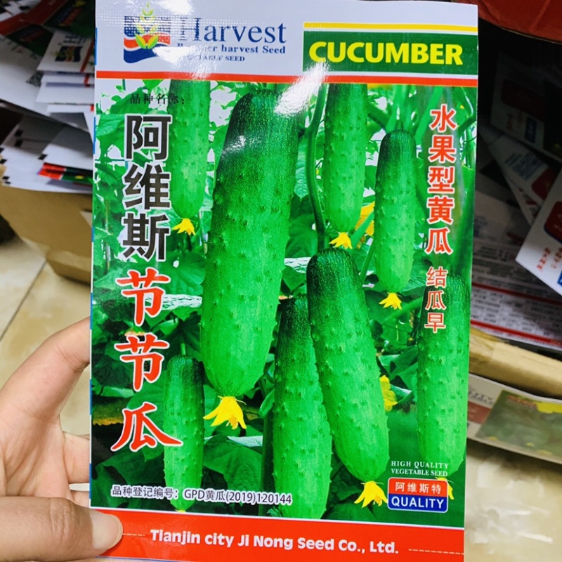 结瓜早水果黄瓜种子耐热性好刺瘤中等脆甜水果黄瓜种子春秋