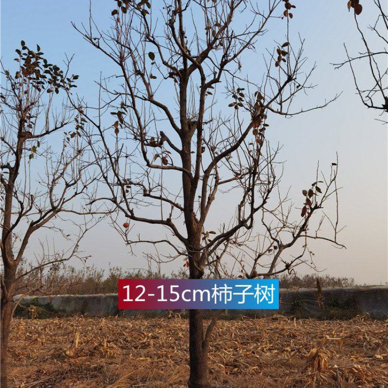河北12-13-14-15-18公分柿子树远销河南陕西