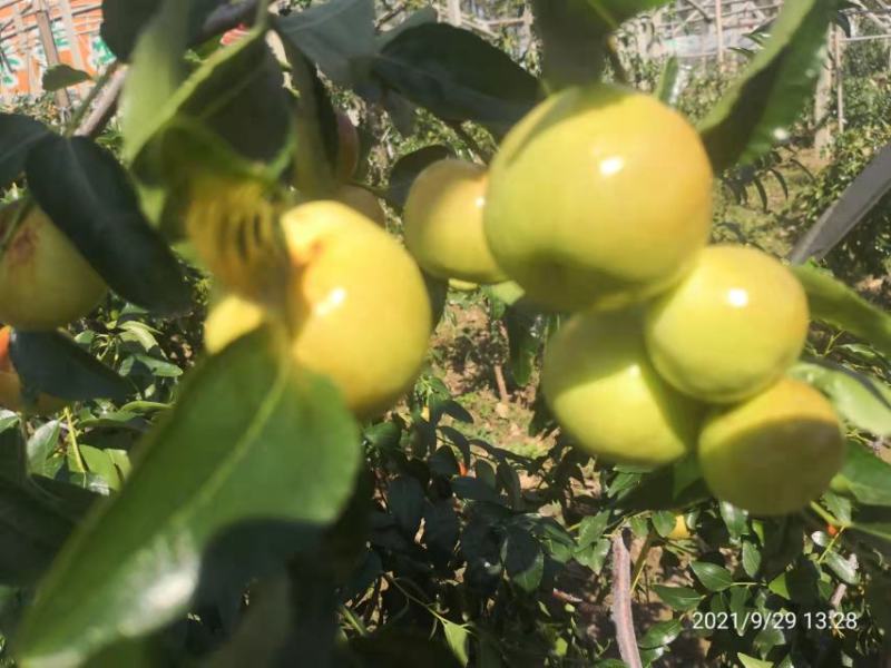 蟠枣树苗保证纯度基地发货现挖现发保湿邮寄包邮