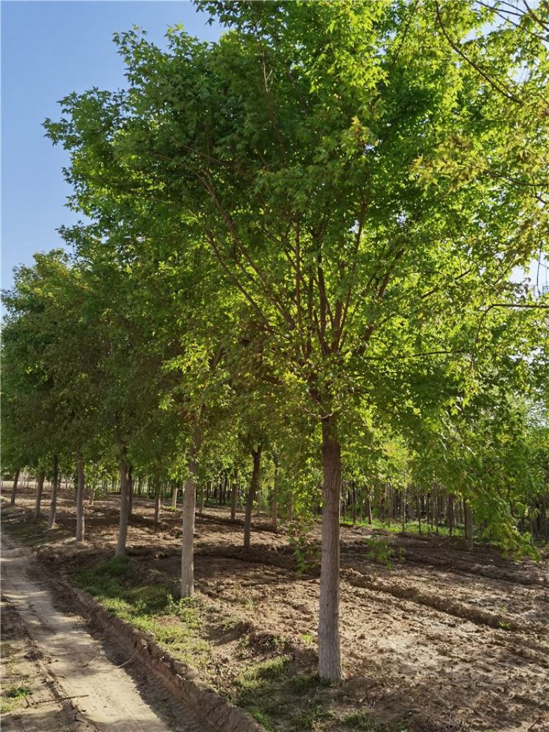 河北五角枫8-10-12公分五角枫现货供应五角枫培育基地