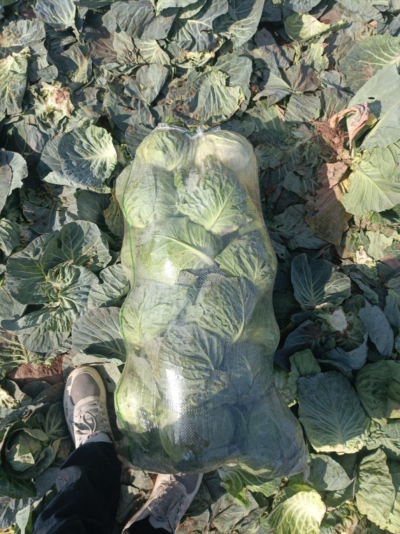 中甘甘蓝，货源充足。可视频看货。