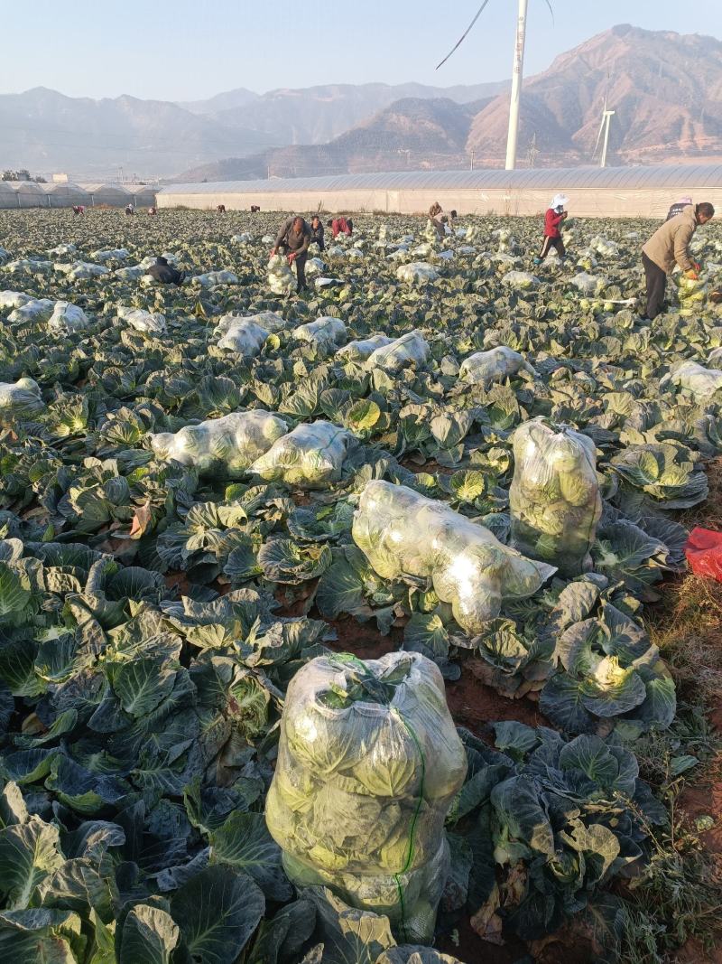 中甘甘蓝，货源充足。可视频看货。