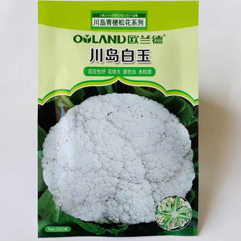 欧兰德川岛青梗松花菜种子花球大颜色白米粒细春秋两用