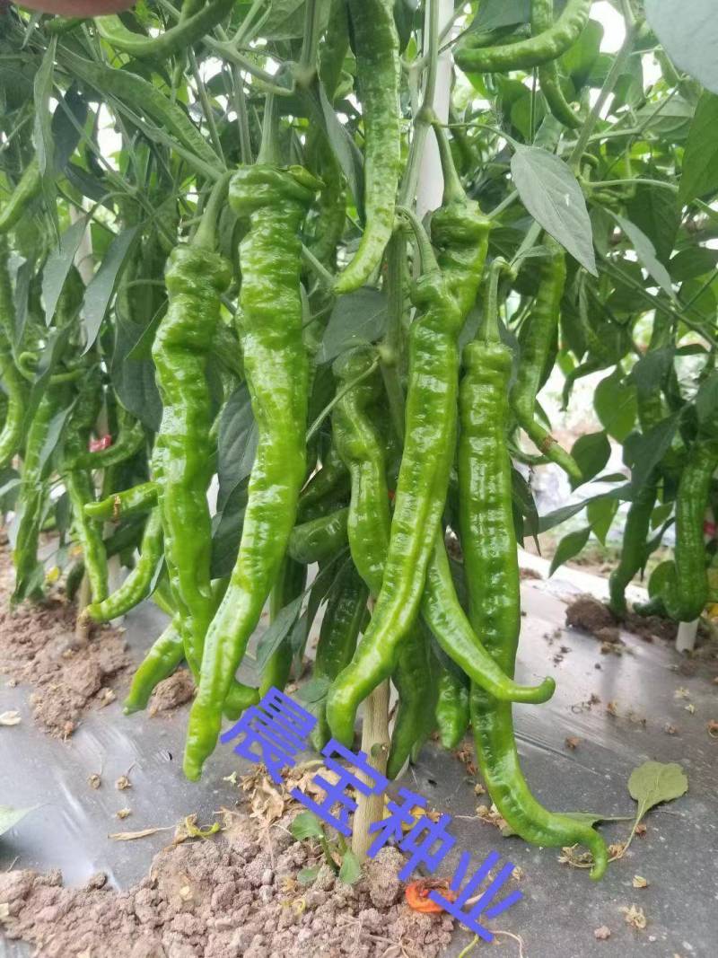 【晨宝种业】蒜乡红朝天椒辣椒苗签合同包回收免费技术指导