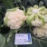 欧兰德川岛青梗松花菜种子花球大颜色白米粒细春秋两用