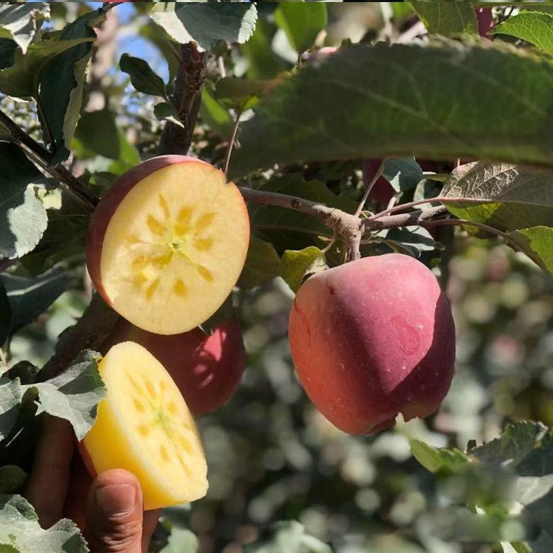 新品种红富士鲁丽华硕短枝矮化新疆阿克苏冰糖心苹果树苗