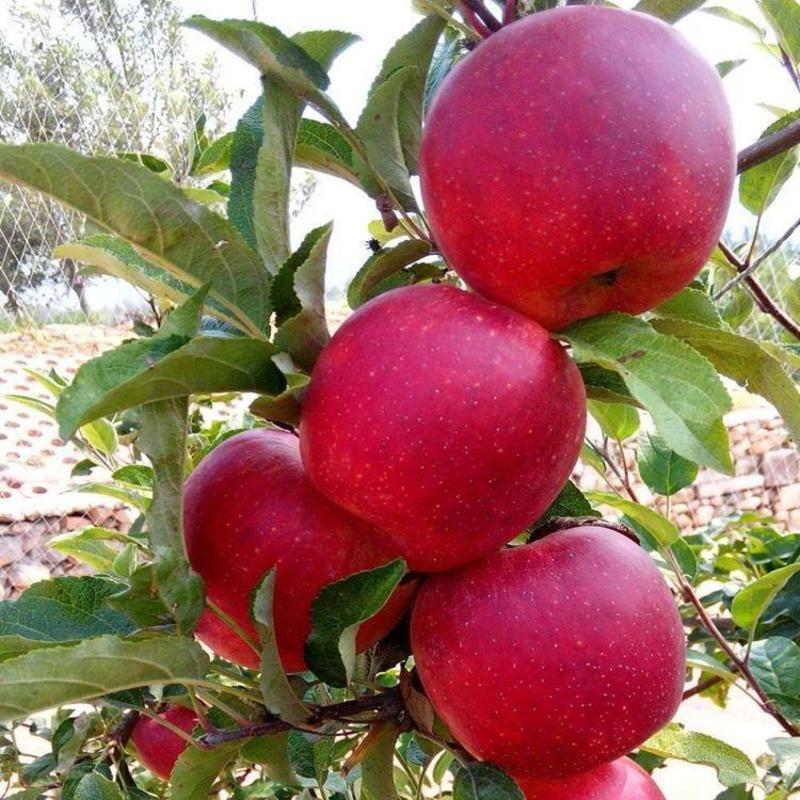 新品种红富士鲁丽华硕短枝矮化新疆阿克苏冰糖心苹果树苗