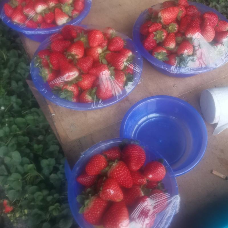 大量草莓供应