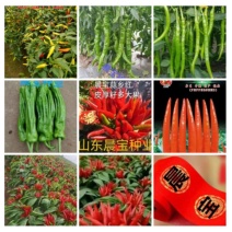【晨宝种业】蒜乡红朝天椒辣椒苗签合同包回收免费技术指导