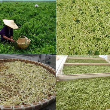 金银花(优质精选金银花)(北花金银花四季花金银花)