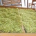 金银花(优质精选金银花)(北花金银花四季花金银花)