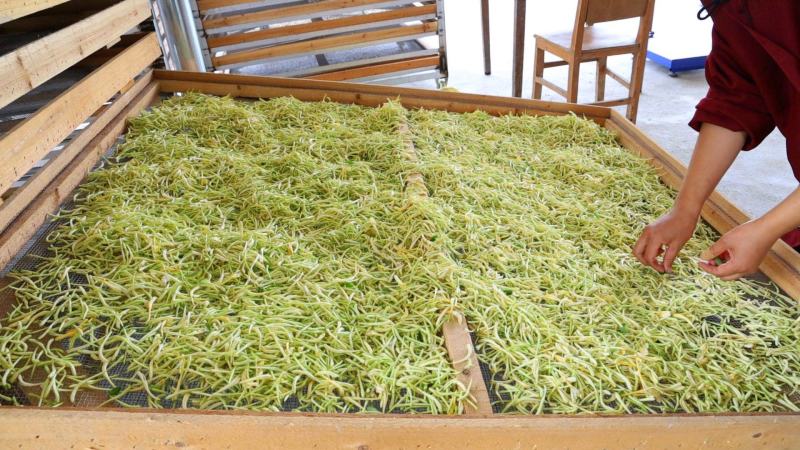 金银花(优质精选金银花)(北花金银花四季花金银花)