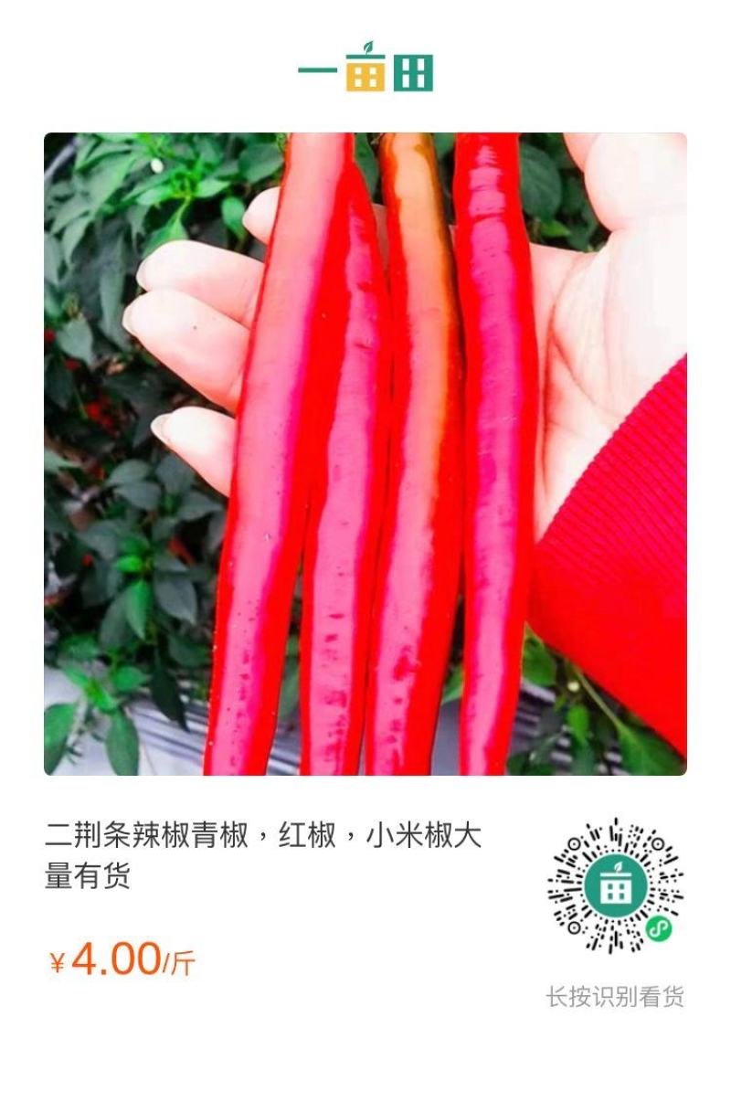 线椒，大量有货，需要的老板来电，欢迎各位老光临