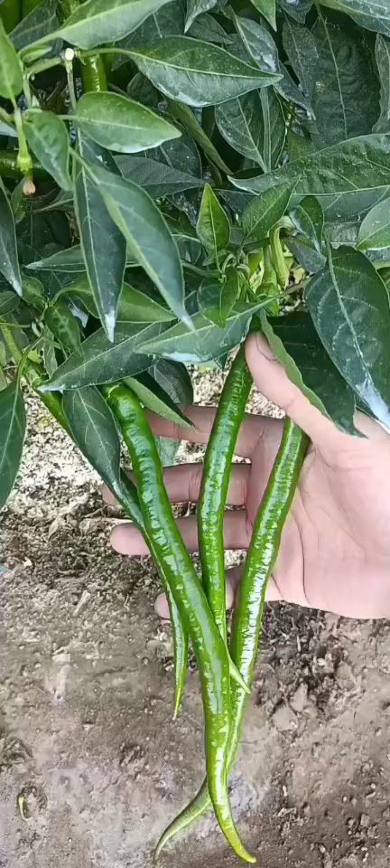 线椒，大量有货，需要的老板来电，欢迎各位老光临
