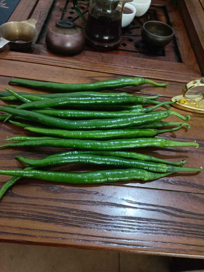 线椒，大量有货，需要的老板来电，欢迎各位老光临