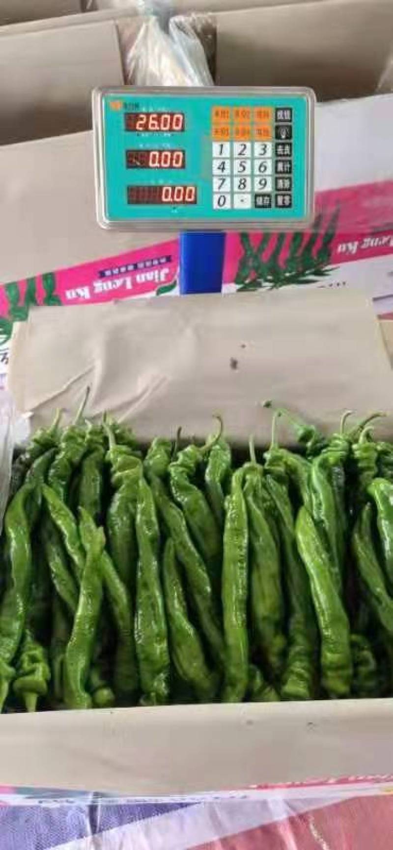 螺丝椒，陇椒，新苗货，需要的老板电话联系