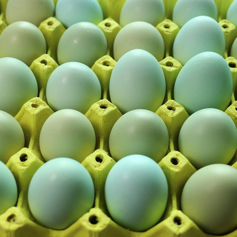 双色精品480枚装五黑鸡散养绿壳鸡蛋/乌鸡蛋/绿壳乌鸡蛋