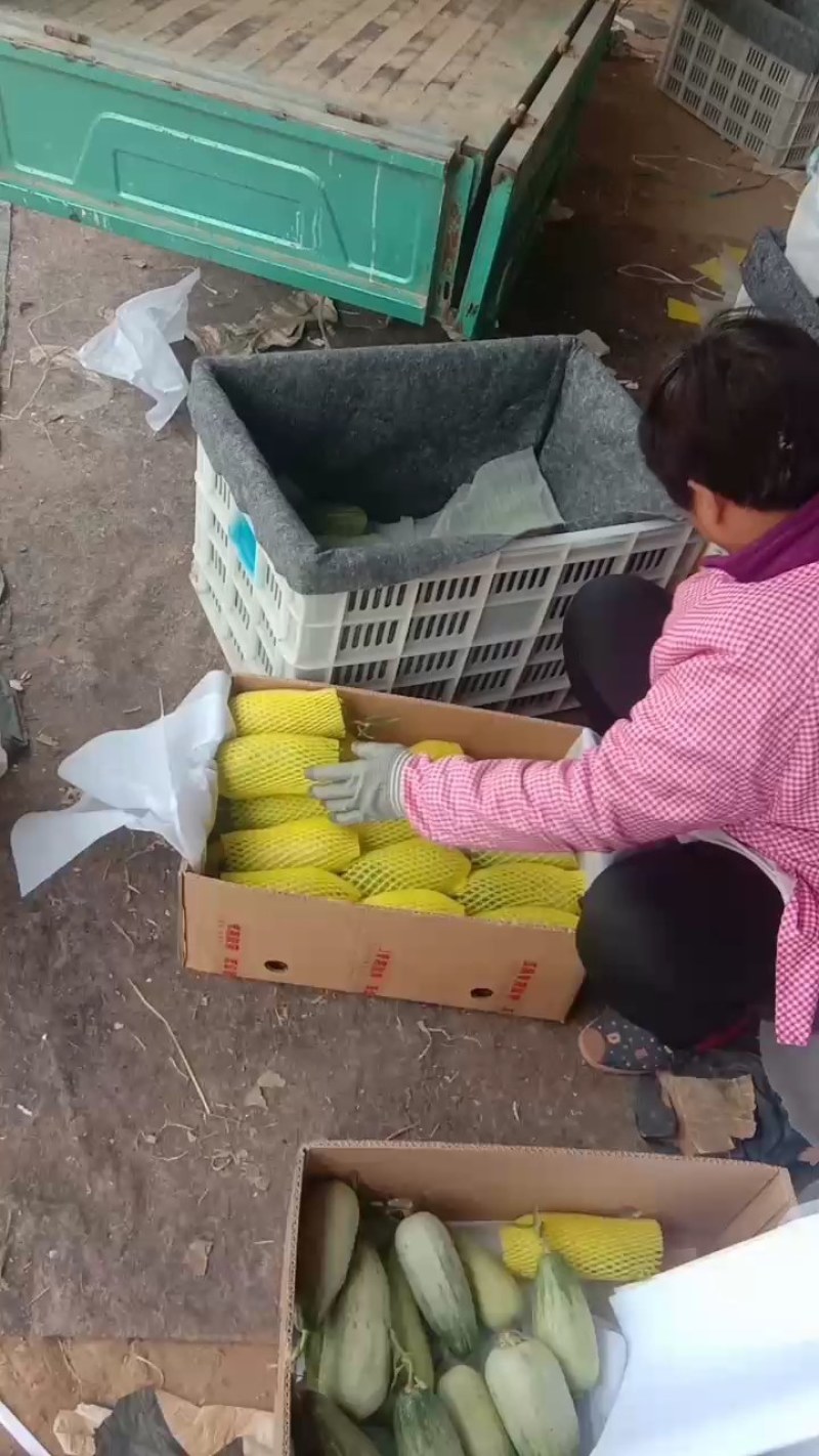 博洋六一甜瓜面积大，货量充足，上货快，服务好