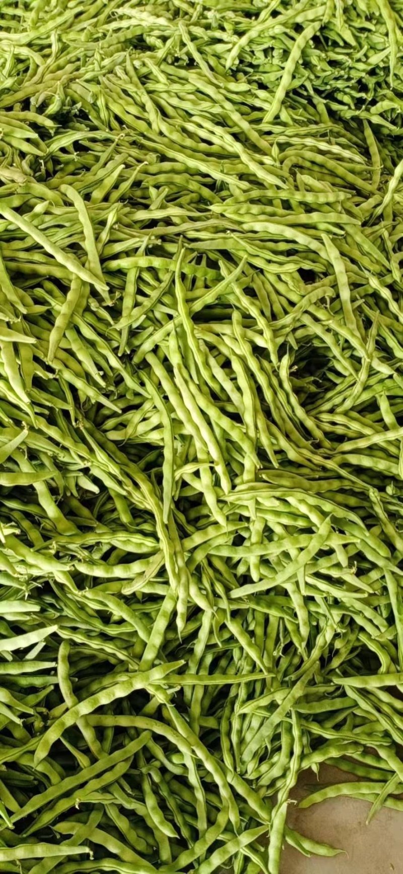 品质豆角大青豆产地直销品质保证欢迎选购