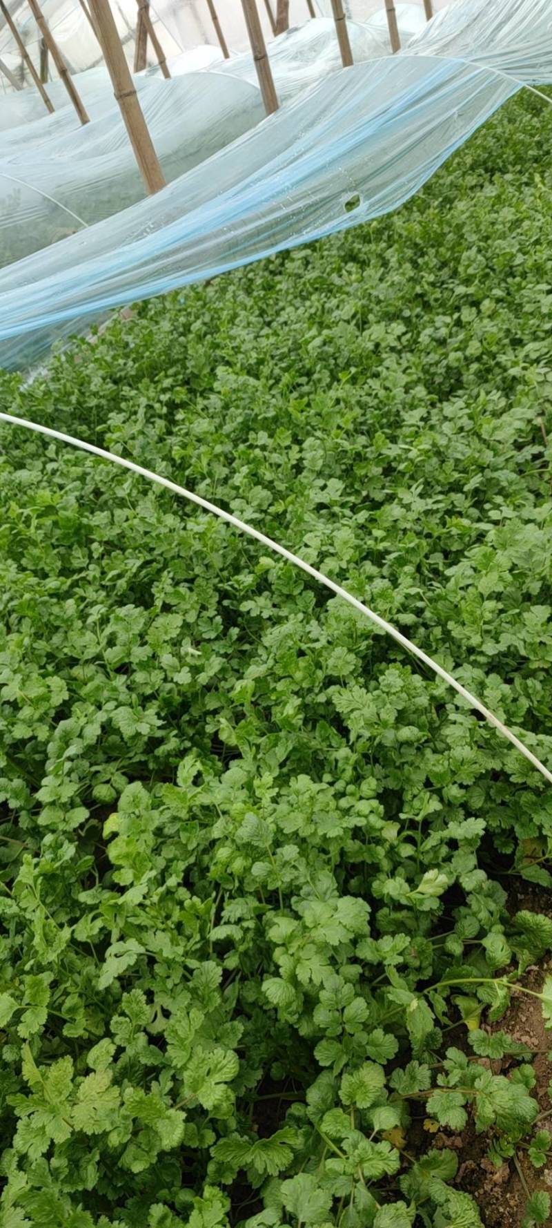 大叶香菜亮绿叶片不发黄大棚里的要的联系