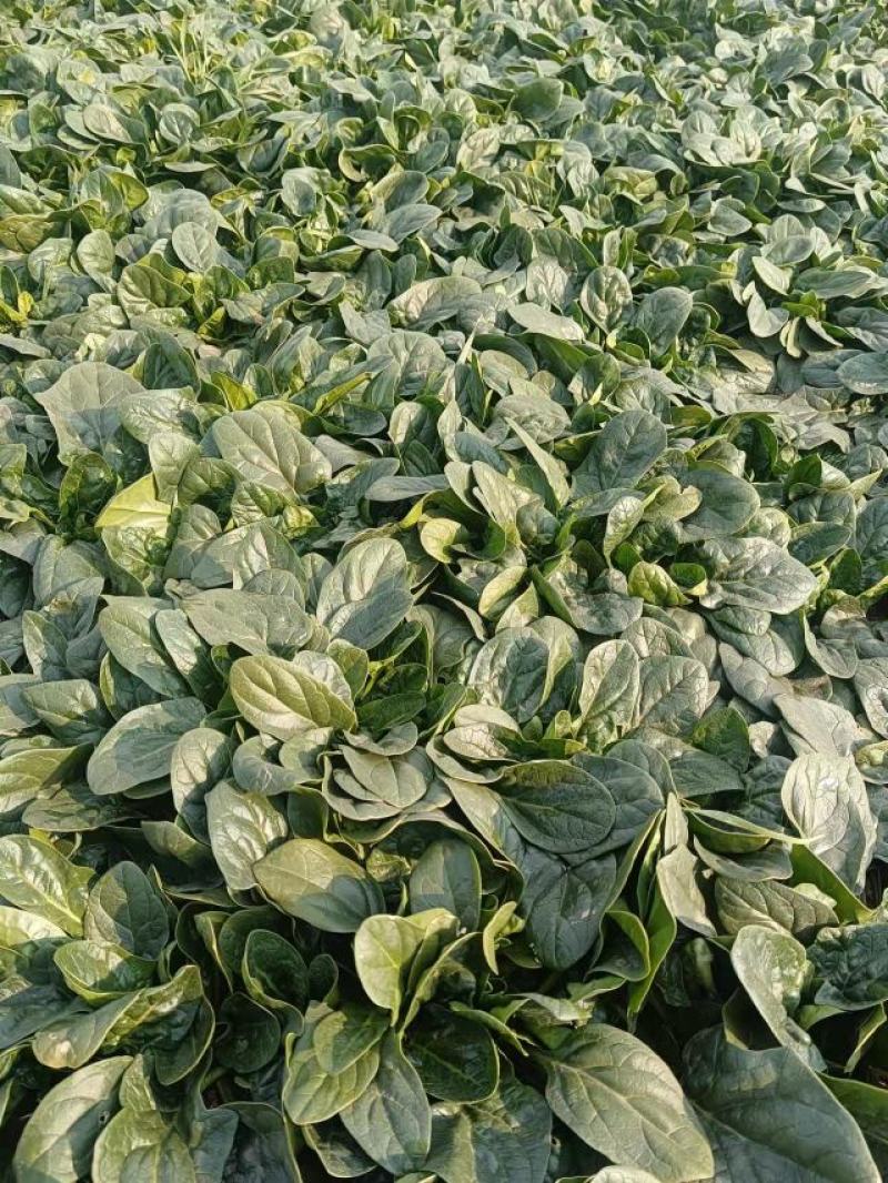 【地趴菠菜】菠菜地趴散装菠菜河南基地直发对接商超来电优惠