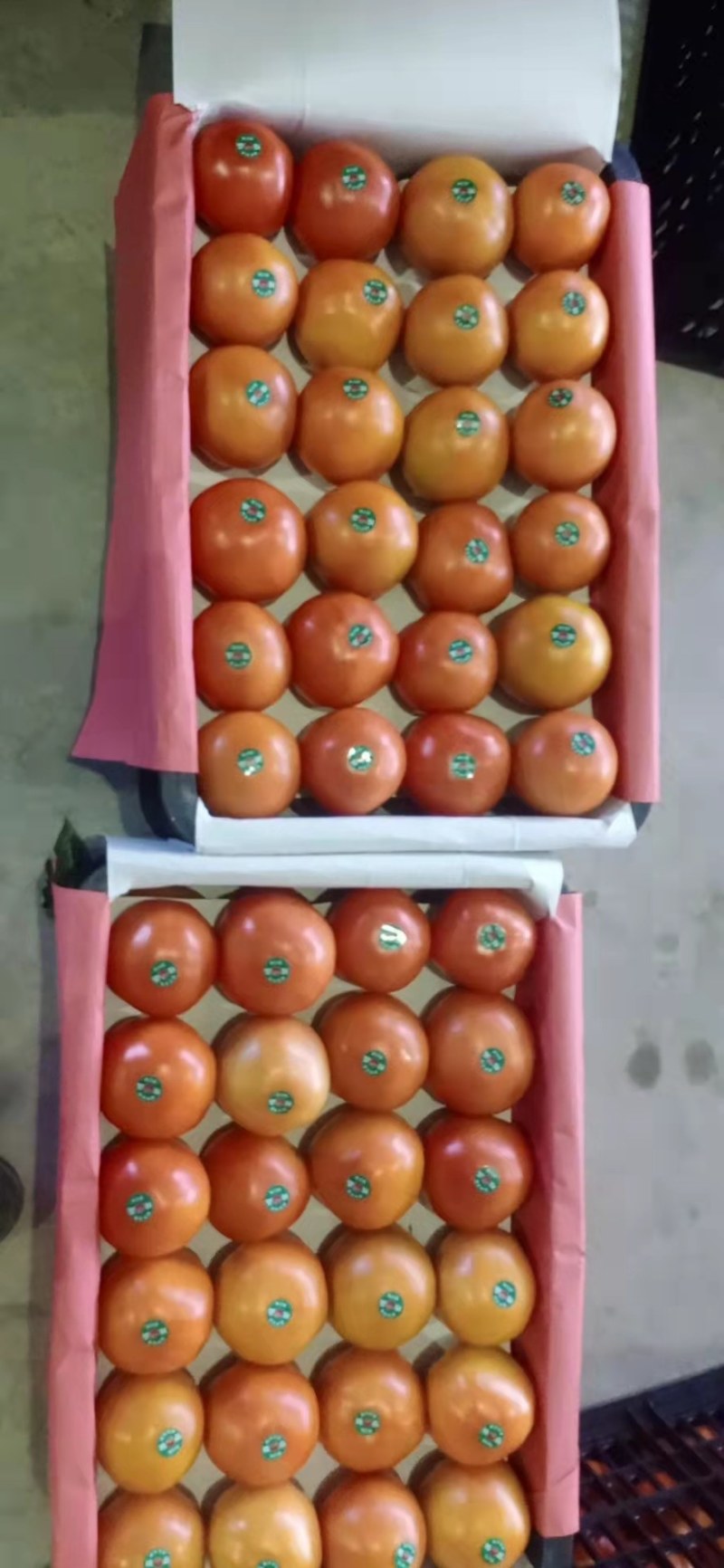【精品】西红柿四川西红柿品质保证欢迎选购欢迎来电咨询