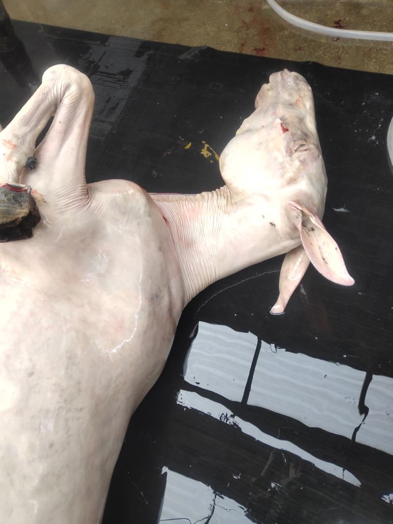 鲜驴肉，带皮驴肉，保证纯驴肉纯干肉，货真价实，保证质量！