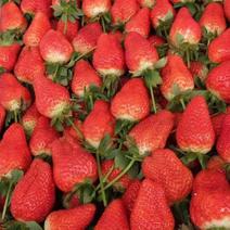 草莓山东草莓甜查理草莓量大从优对接全国