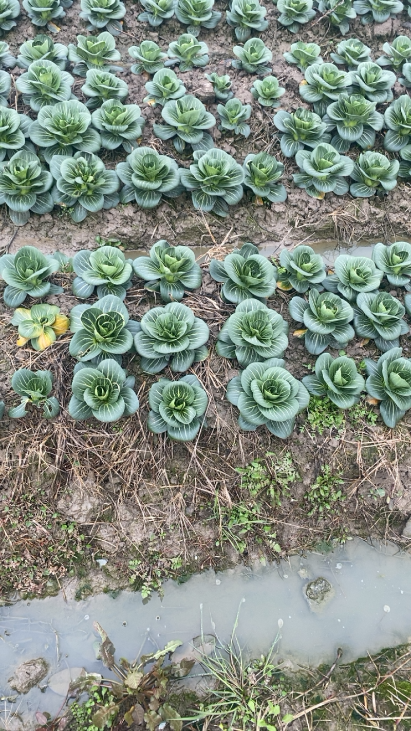 黑叶矮箕青