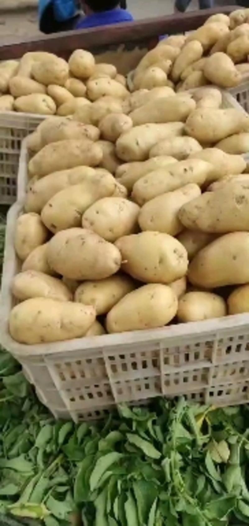 【精选】山东荷兰十五土豆黄皮黄心规格肥硕商超对接